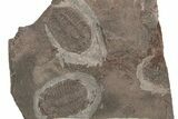Ordovician Trilobite Plate - Tafraoute, Morocco #267353-1